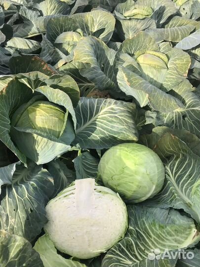 Семена белокочанной капусты Ария