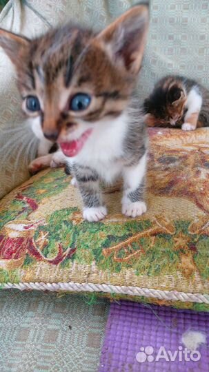 Кошка в дар