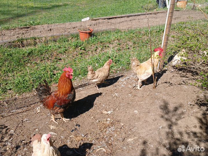 Продам петуха
