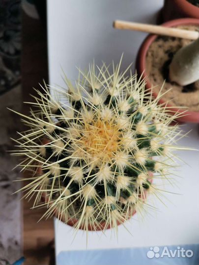 Эхинокактус