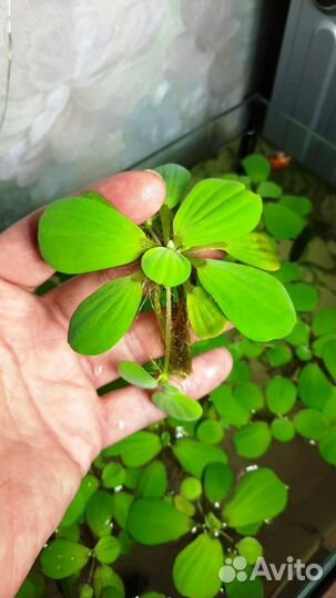 Растения для аквариума Пистия