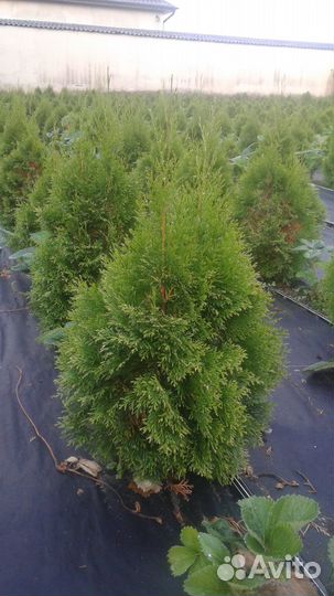 Туя смарагд