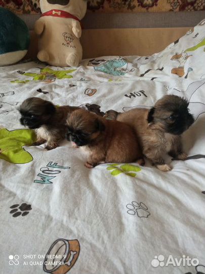 Щенки пекинеса