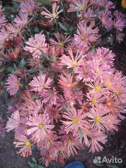 Хризантемы