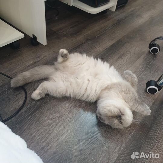 Вислоухая кошка