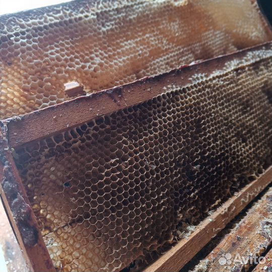 Сушь для пчел