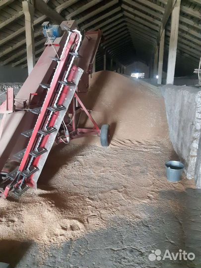 Озимая пщеница