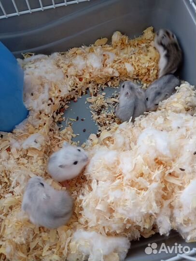 Джунгарский хомяк