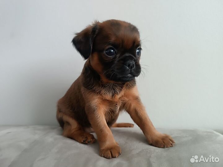 Щенки пти брабансона