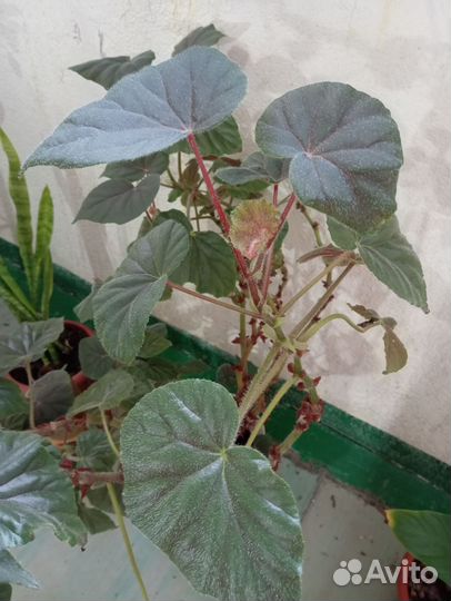 Бегония королевская рекс