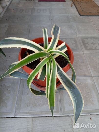 Агава биколор