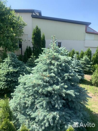 Ель Голубая колючая, крупномер