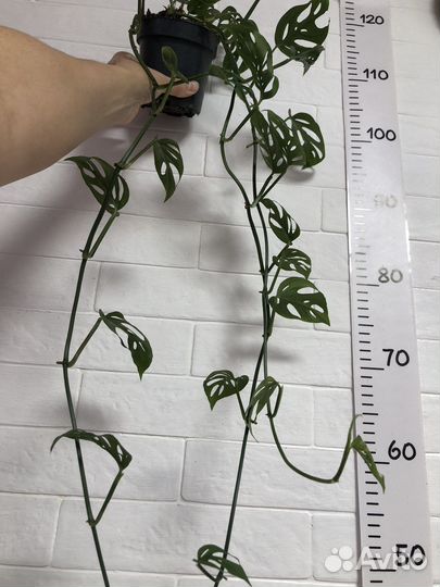 Монстера Манки маск и Адансони