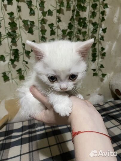 Британские котята