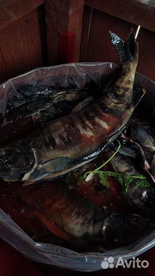 Рыба (соленая кета.)