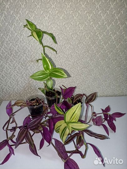 Комнатные цветы