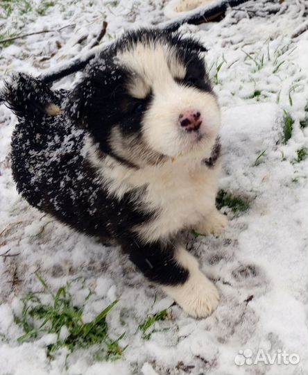 Щенки сибирской хаски(помесь)