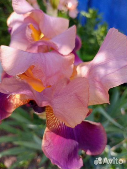Ирисы сортовые