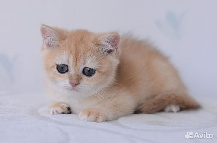 Котята золотая шиншилла
