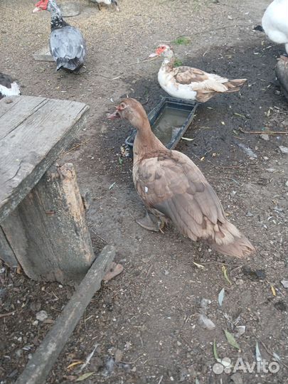 Индоутки на племя