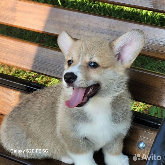 Вельш-корги пемброк