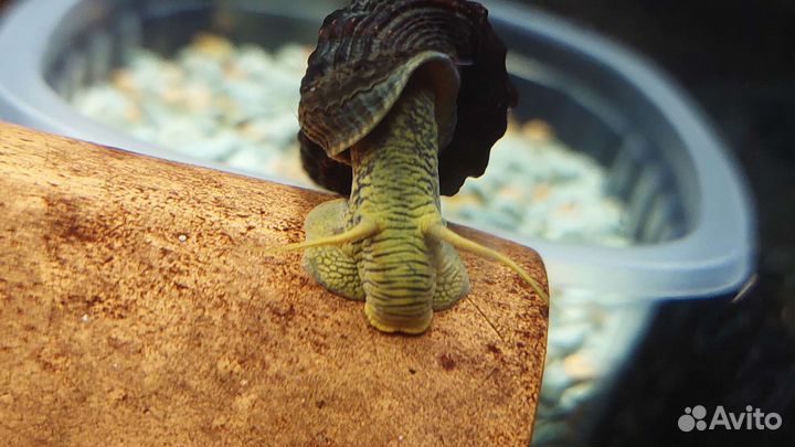 Улитки в аквариум тиломелания