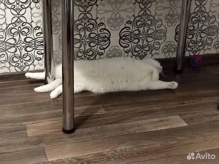 Передержка кошек на время отпуска