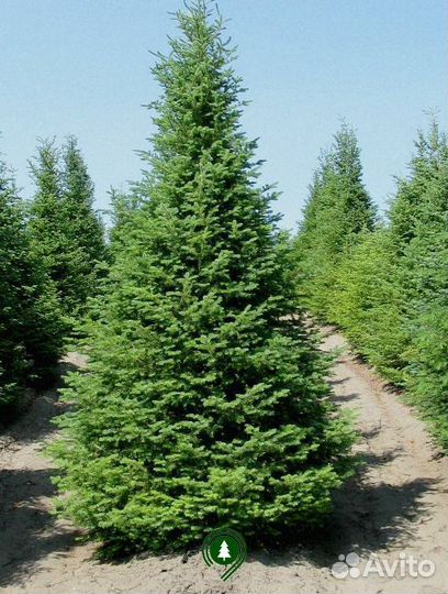 Ель обыкновенная