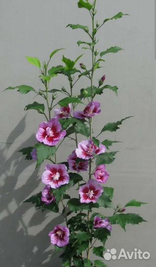 Гибискус колоновидный 