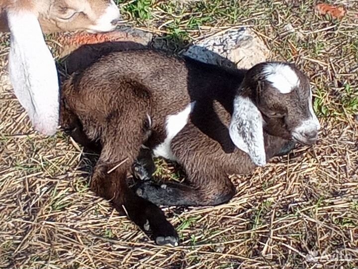 Нубийские козлята