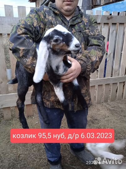 Дойная коза, козёл на племя, козлята Нубийские