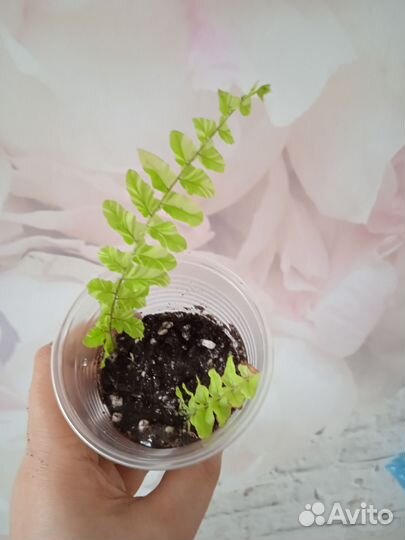 Комнатные цветы