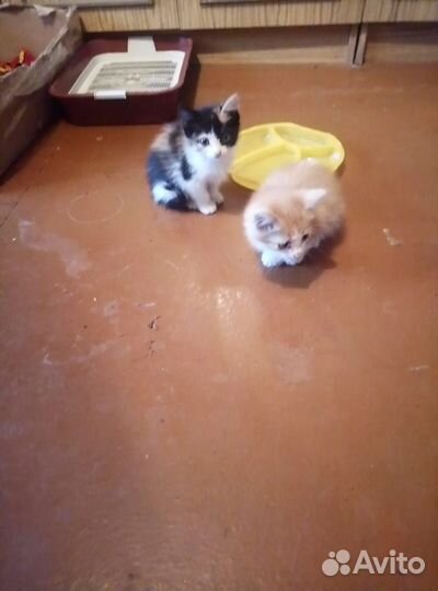 Домашние животные котята