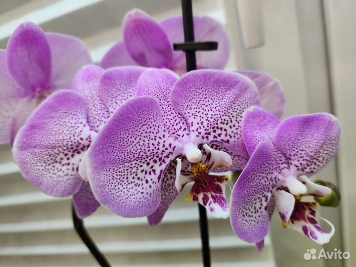 Орхидея мутант в автополиве