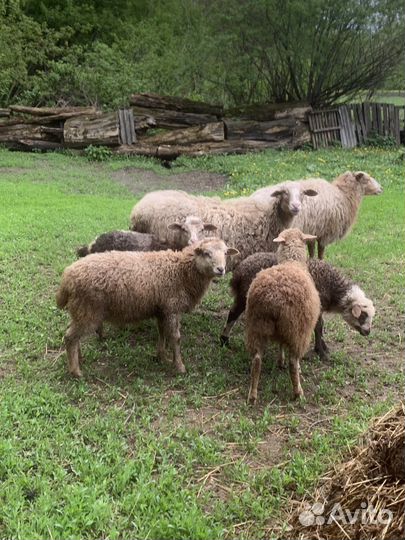Овцы бараны