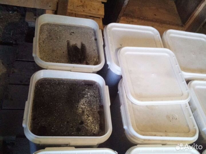 Падевый мед