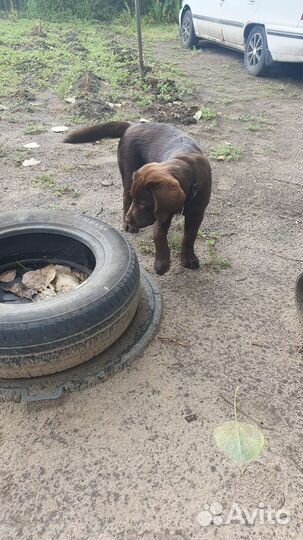 Лабрадор ретривер