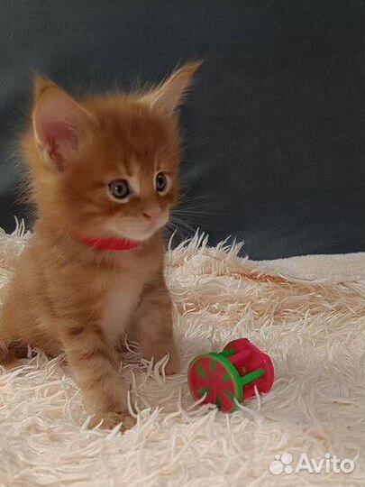 Котята мейн-кун