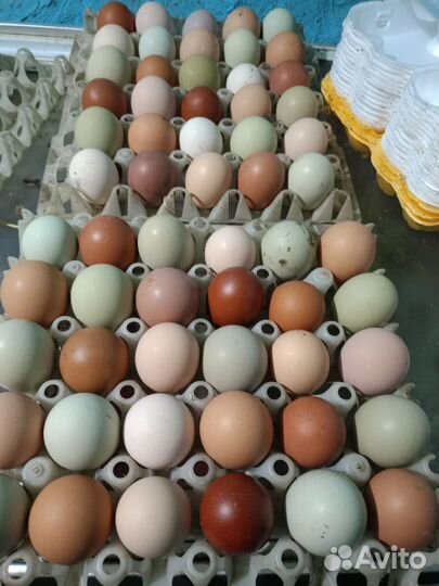 Инкубационное яйцо кур