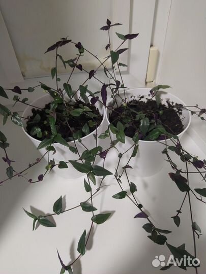 Традесканция Гибазис (Фата невесты)