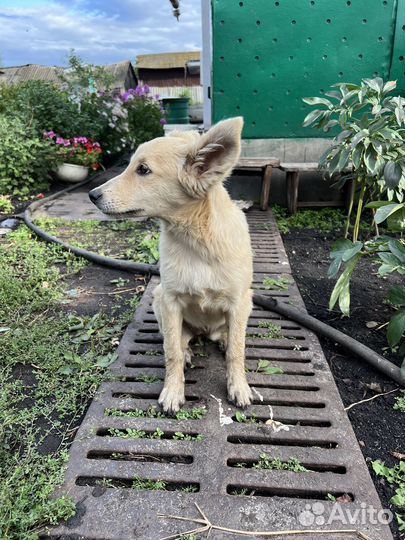 Щенок в добрые руки