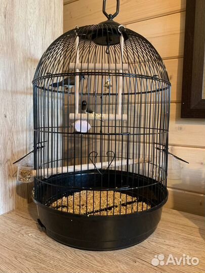 Амадины с клеткой