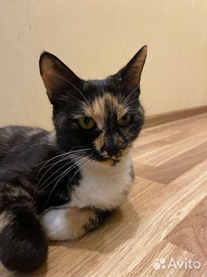 Кошка ищет дом