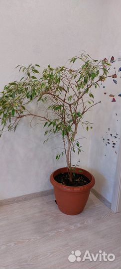 Комнатные цветы