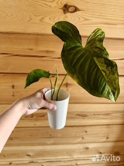 Сингониум моттлед мохито