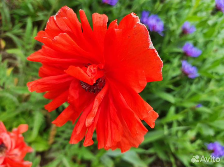 Мак декоративный, ирисы,василёк многолетний