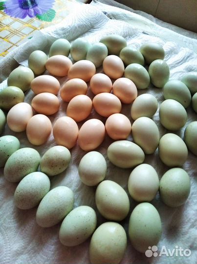 Инкубационное яйцо породной птицы