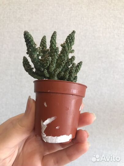 Кактус цереус перуанский