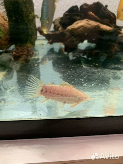 Сом таракатум