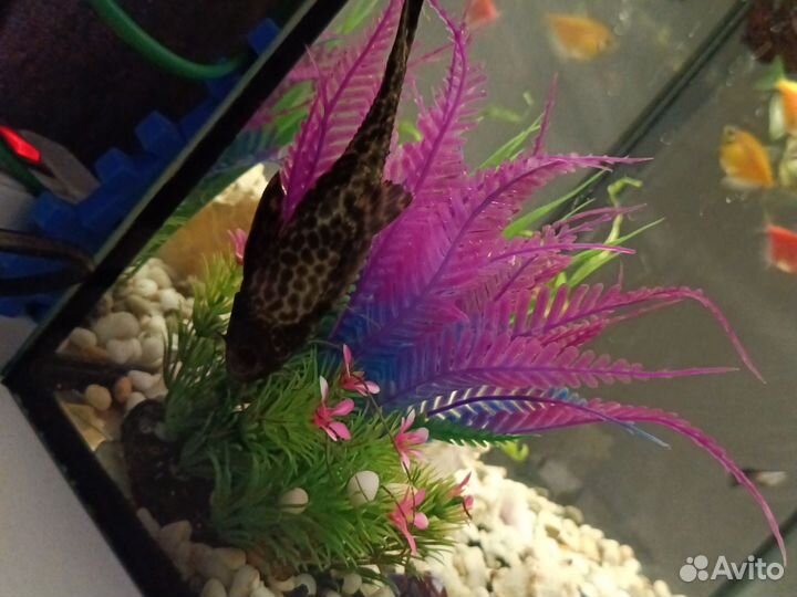 Аквариум с рыбками